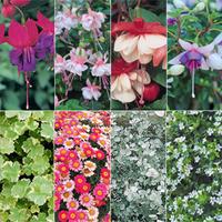 Hanging Basket Collection - 24 Postiplug plants - 3 of each variety