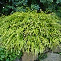 Hakonechloa macra \'Aureola\' (L...