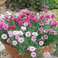 Hardy Devon Pinks collection - pack of 12