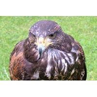 Hawk Walk in Derbyshire