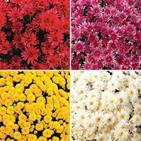 Hardy Mums (Chrysanthemums) 12 Large Plants