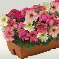 Hardy Petunia Autumn Leaves 1 Pre-Planted Trough