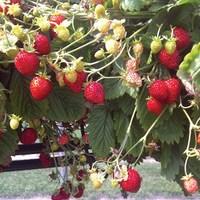 Hanging Basket Strawberries Scarlet Beauty 10 Runners