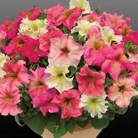 Hardy Petunia Autumn Leaves 70 Medium Plugs