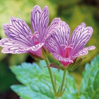 Hardy Geranium \'Foundlings Friend\' - 3 geranium plug plants