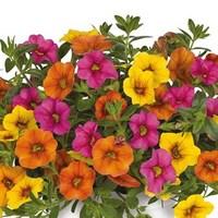 Hawaiian Kalani 12 x 9 cm Pots