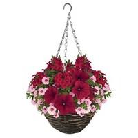 Hawaiian Rocking Red 2 Pre-Planted Rattan Hanging Baskets