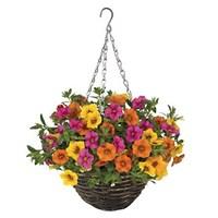 Hawaiian Kalani 2 Pre-Planted Rattan Hanging Baskets