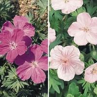 Hardy Geraniums Vision 3 x 9cm Pots