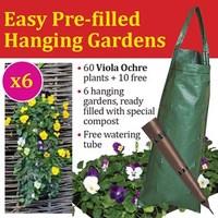 Hanging Gardens (Compost filled) x6 plus a tray of 70 Viola Plants