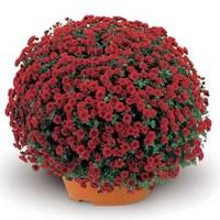 hardy mums red 1 pre planted container