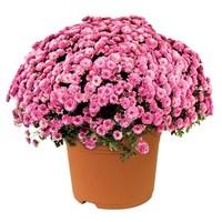 hardy mums pink 2 pre planted containers