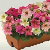 hardy petunia autumn leaves 2 pre planted troughs