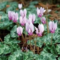 Hardy Cyclamen Neapolitanum 15 B...