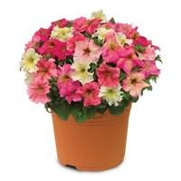 Hardy Petunia Autumn Leaves 1 Pre-Planted Container