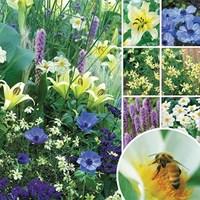 happy bee summer collection 50 bulbs