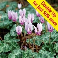 Hardy Cyclamen Neapolitanum 30 B...