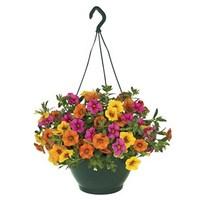 hawaiian kalani 4 pre planted hanging basket