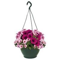 Hawaiian Shocking Pink 2 Pre-Planted Hanging Baskets