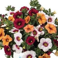 Hawaiian Fruitbowl 6 x 9 cm Pots