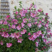 Hardy Hibiscus plant Collection - 3 varieties in 2L pots