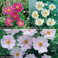 hardy japanese anemone perennial plant collection 3 colours in 9cm pot ...