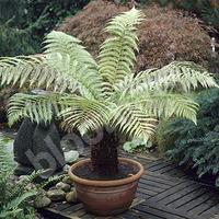 Hardy Tree Fern potter with 500ml tree fern feed