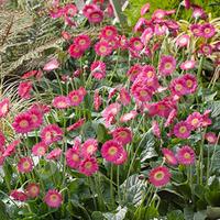 Hardy Perennial Gerbera \'Garvinea\' Collection - pack of 3 colours in 7cm pots