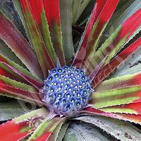 Hardy Bromeliad \'Fascicularia bicolour\' plant in 1L pot