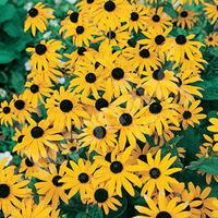Hardy Rudbeckia \'Goldsturm\' perennial plants - pack of 3 in 9cm pots