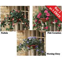 Hanging Baskets (2 + 1 FREE)