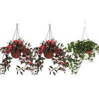 Hanging Baskets (2 + 1 FREE)