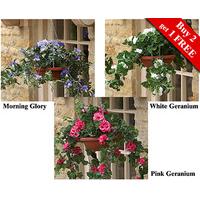 Hanging Baskets (2 + 1 FREE)