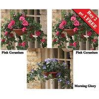 Hanging Baskets (2 + 1 FREE)