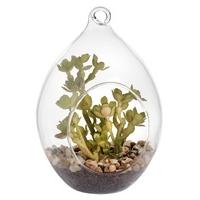 Hanging Teardrop Air Terrarium With Succulent Plant