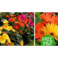 Hardy Sweet Gerbera Plants Collection - FREE DELIVERY