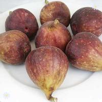 hardy fig plant madeleine des deux saisons in 2l pot 50cm tall