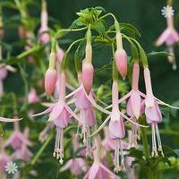 Hardy Fuchsia \'Whiteknights Pearl\' plants x 3