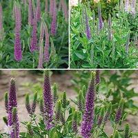 Hardy Veronica spicata Atomic palnt collection x 6 plants