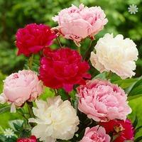 Hardy Herbaceous Paeony Plant Collection - 3 x 11cm pots