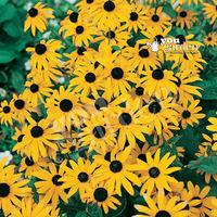 Hardy Rudbeckia \'Goldsturm\' perennial plants - pack of 3 in 9cm pots