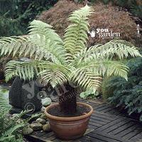 Hardy Tree Fern potter with 500ml tree fern feed