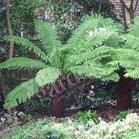 Hardy Tree Fern (Dicksonia antarctica) log - 2 foot