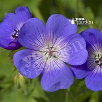 Hardy Geranium Rozanne plants x 3 in 9cm