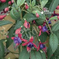 Hardy Fuchsia Climbing Lady Boothby - 6 plants