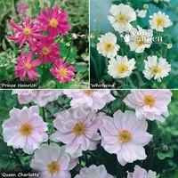 hardy japanese anemone plant collection 3 colours in 9cm pots