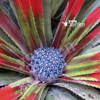 Hardy Bromeliad \'Fasicularia bicolour\' plant in 1L pot