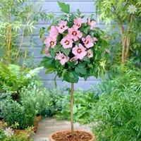 hardy hibiscus hamabo pink 1m standard tree