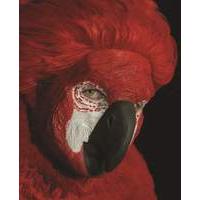 halloween parrot prosthetic face mask