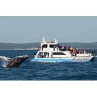 Hervey Bay Premium Whale Watching Cruise